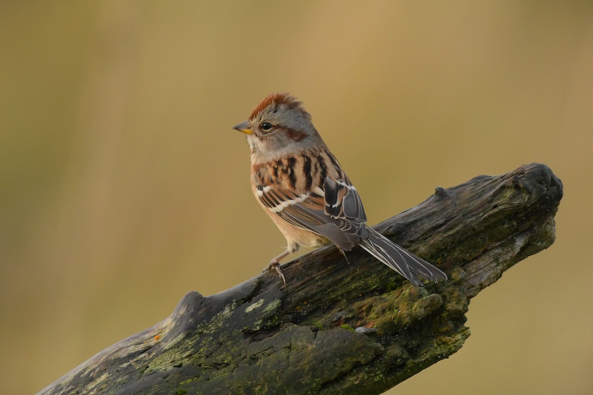 American Tree Sparrow - ML643888933
