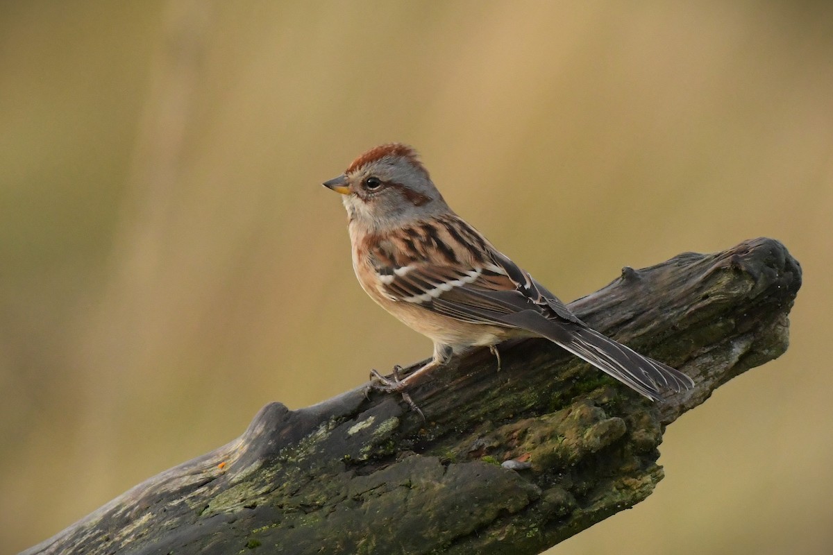American Tree Sparrow - ML643888934
