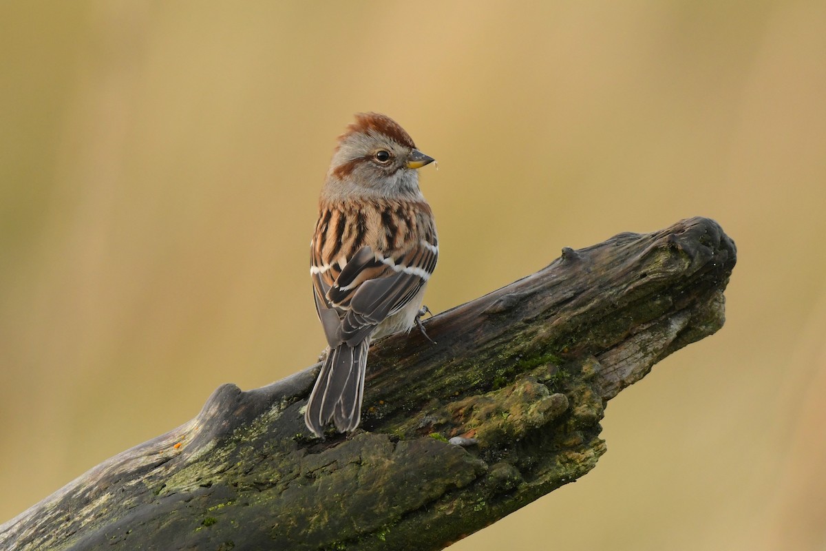 American Tree Sparrow - ML643888941