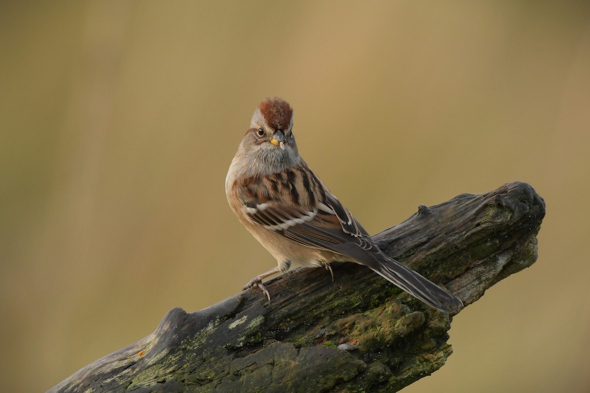 American Tree Sparrow - ML643888942