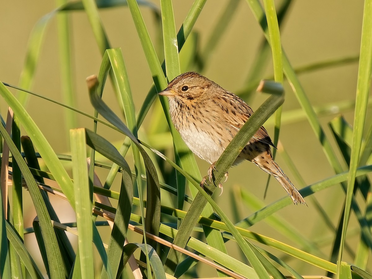 Lincoln's Sparrow - ML643888957