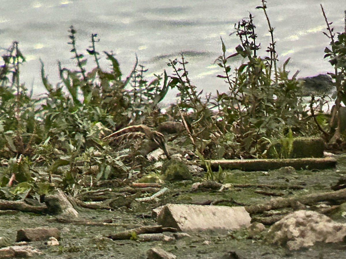 小鷸 - ML643888976
