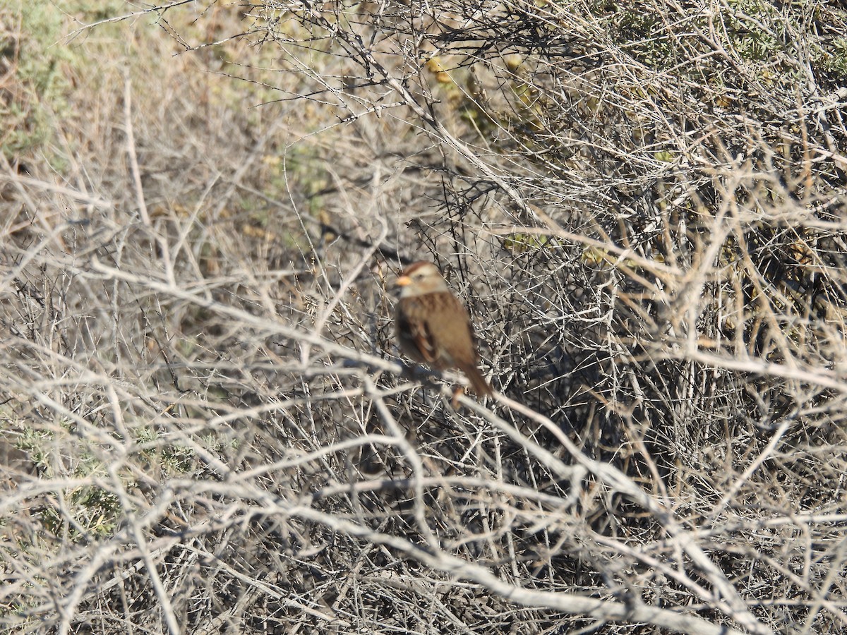 Lincoln's Sparrow - ML643888979