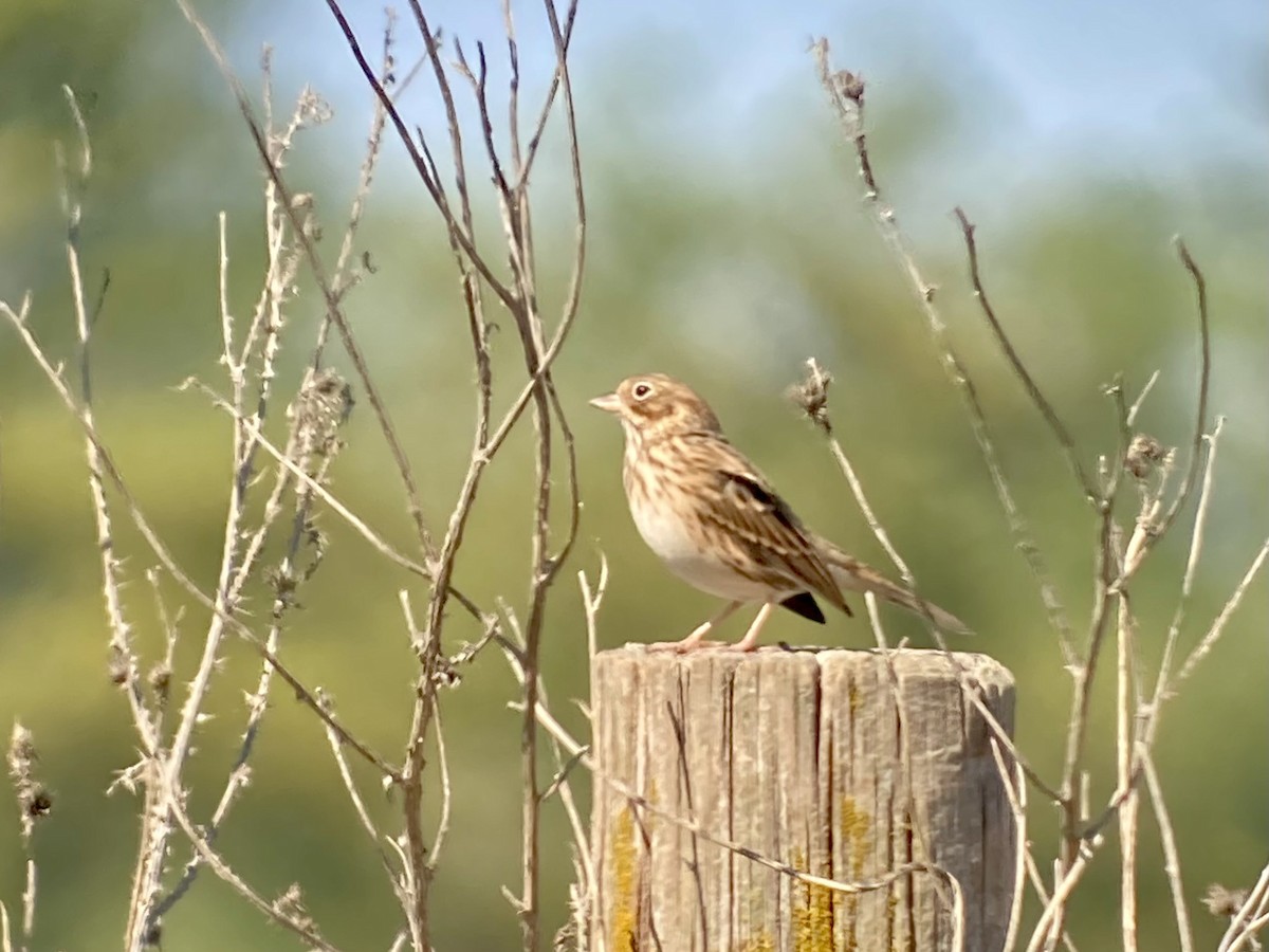 Vesper Sparrow - ML643888994