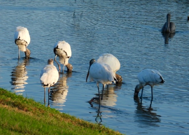 amerikastork - ML643889024