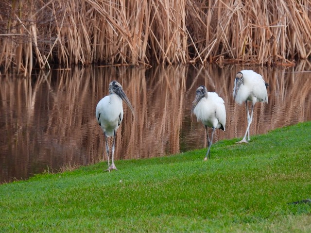 amerikastork - ML643889025