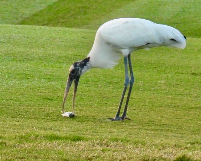 amerikastork - ML643889026