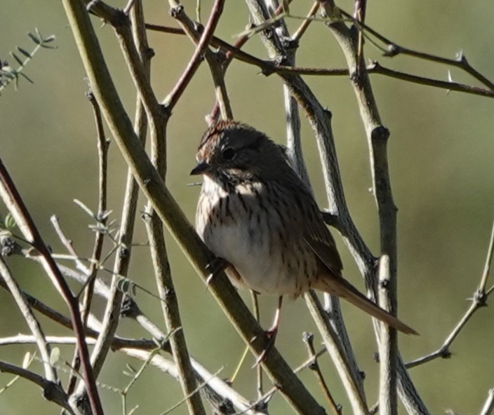 Lincoln's Sparrow - ML643889035