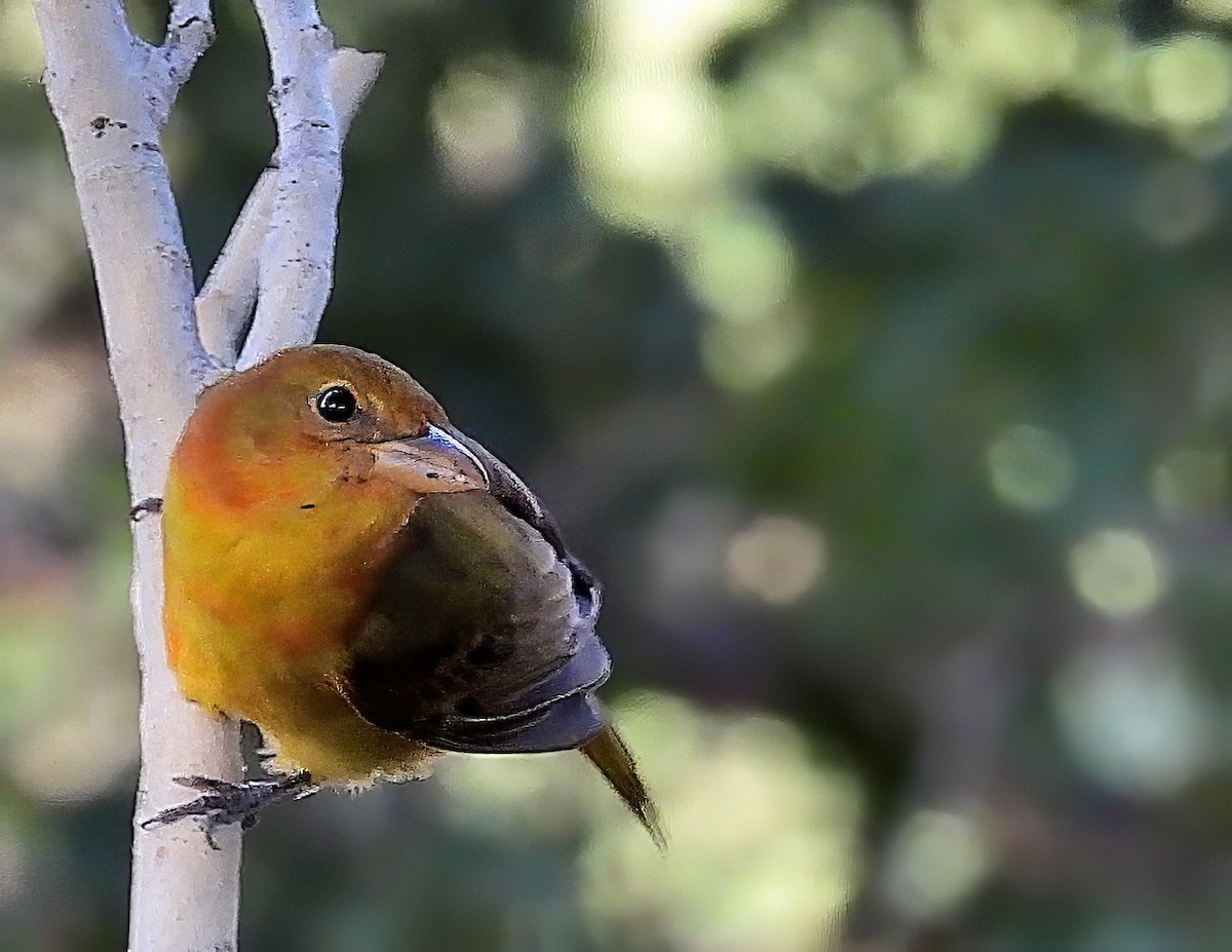 Hepatic Tanager - ML643889049