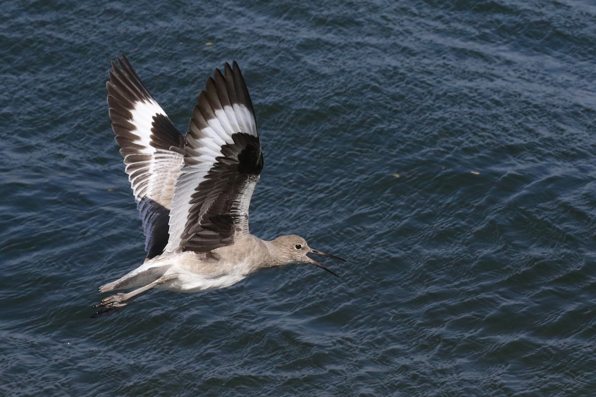 Willet (Western) - ML643889066