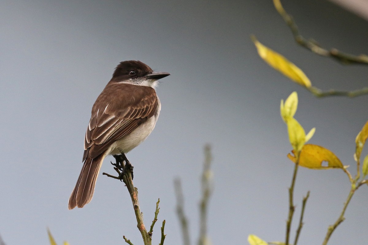 Loggerhead Kingbird (Puerto Rico) - ML643889070
