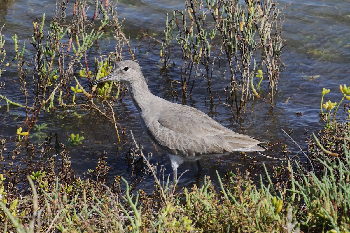 Willet (Western) - ML643889071