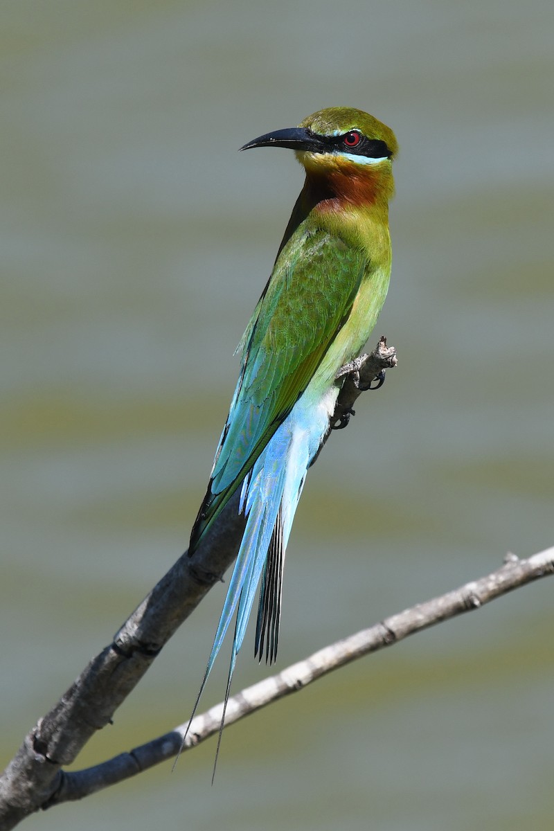 Blue-tailed Bee-eater - ML643889083