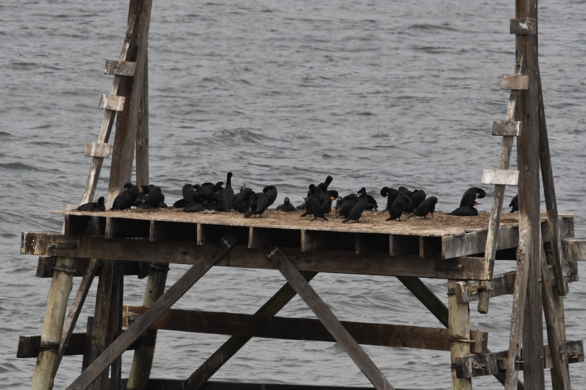 Cape Cormorant - ML643889103