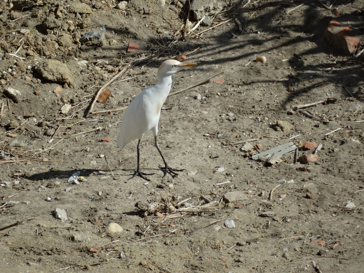 Western Cattle-Egret - ML643889121