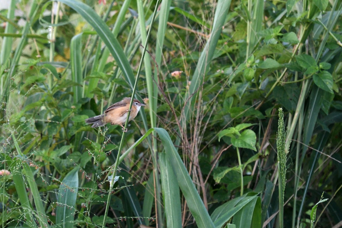 Tawny-bellied Babbler - ML643889135