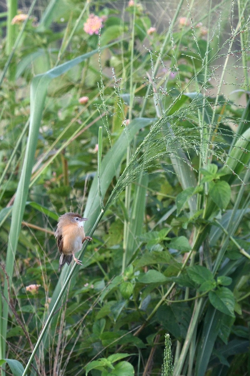 Tawny-bellied Babbler - ML643889136