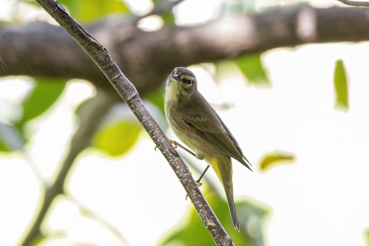 Palm Warbler - ML643889175
