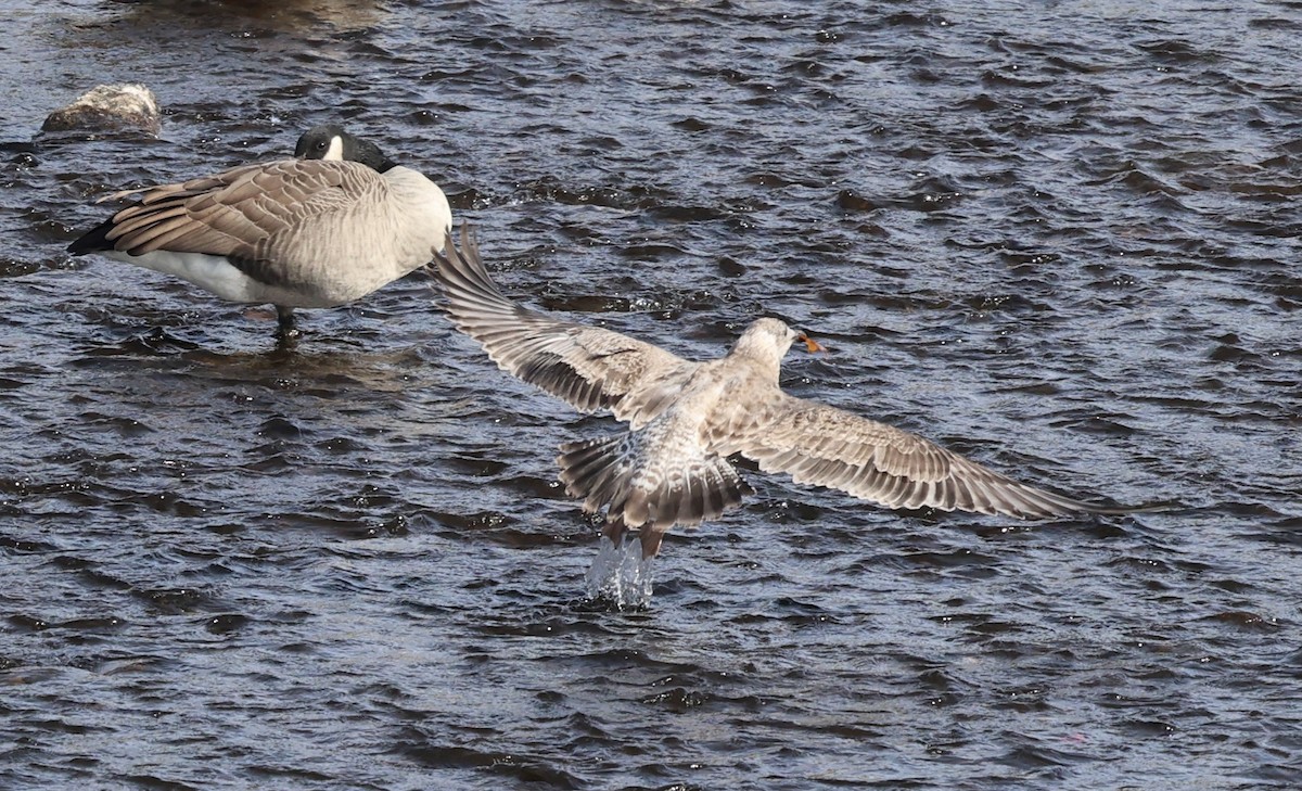 Kaioa sp. - ML643889223