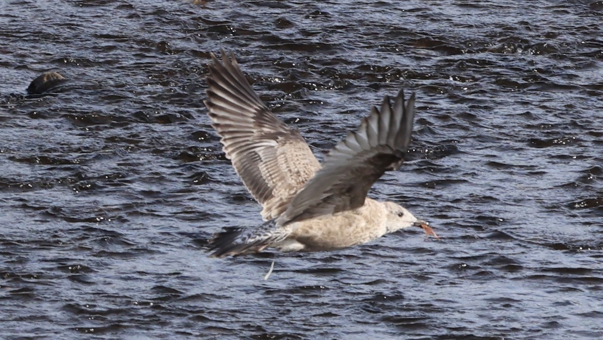 Kaioa sp. - ML643889229