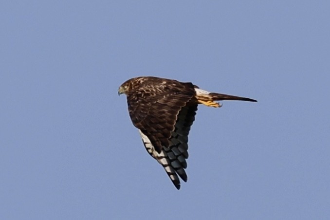 Northern Harrier - ML643889299