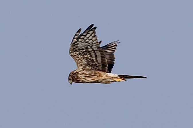 Northern Harrier - ML643889300
