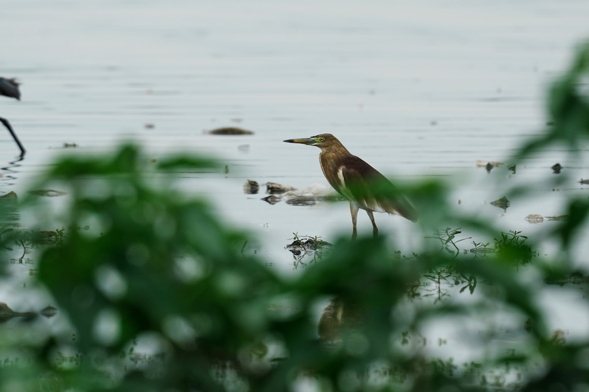 Indian Pond-Heron - ML643889303