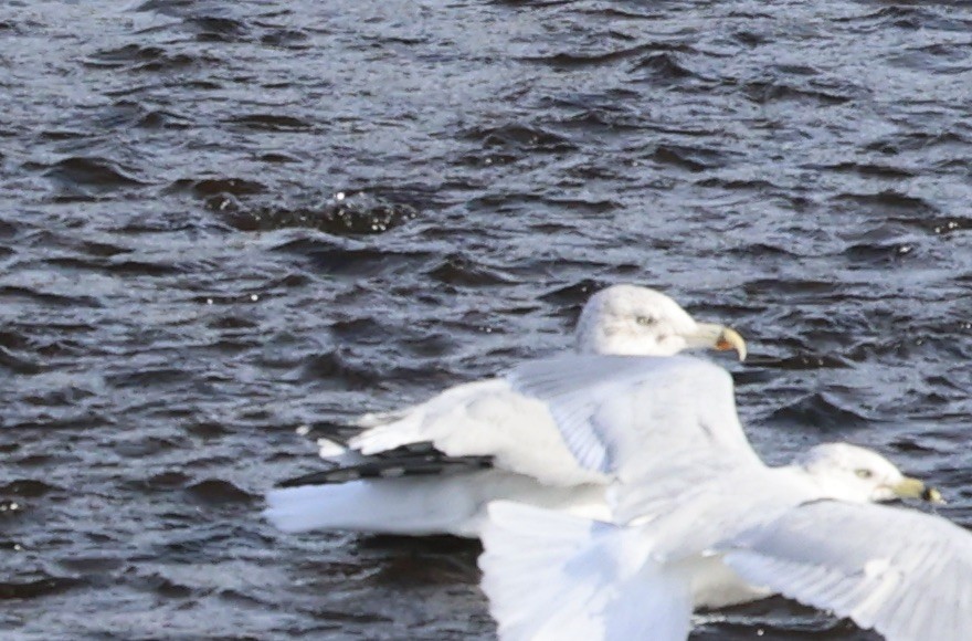 gull sp. - ML643889310