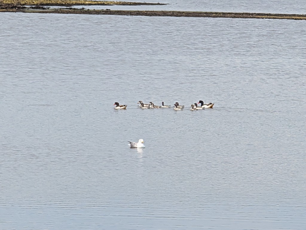 Common Shelduck - ML643889322