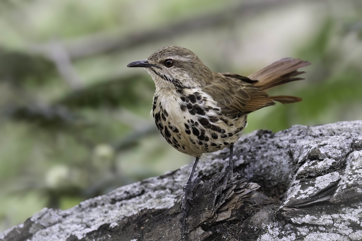 flekkpalmeskvett - ML643889337