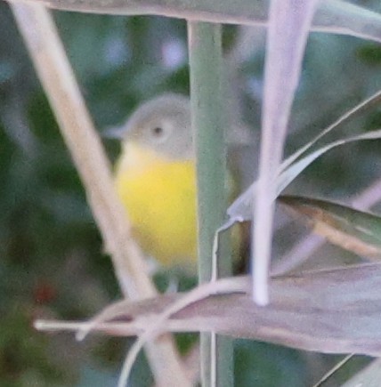 Nashville Warbler - ML643889357