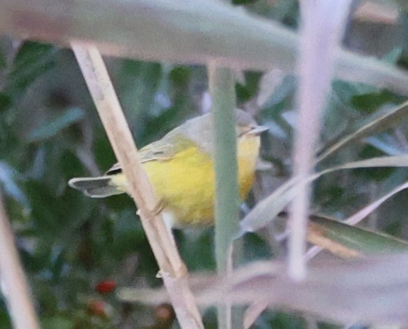 Nashville Warbler - ML643889358
