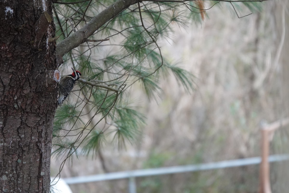 Yellow-bellied Sapsucker - ML643889359