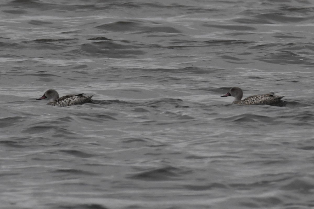 アカハシコガモ - ML643889363