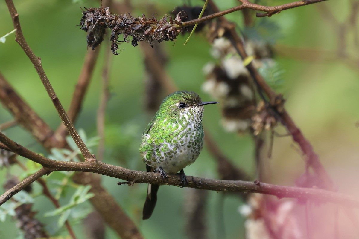 Green-tailed Trainbearer - ML643889382