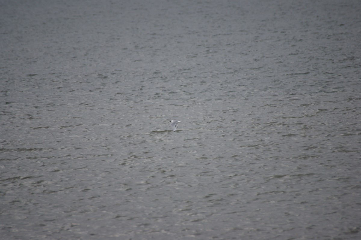 Black-legged Kittiwake - ML643889386