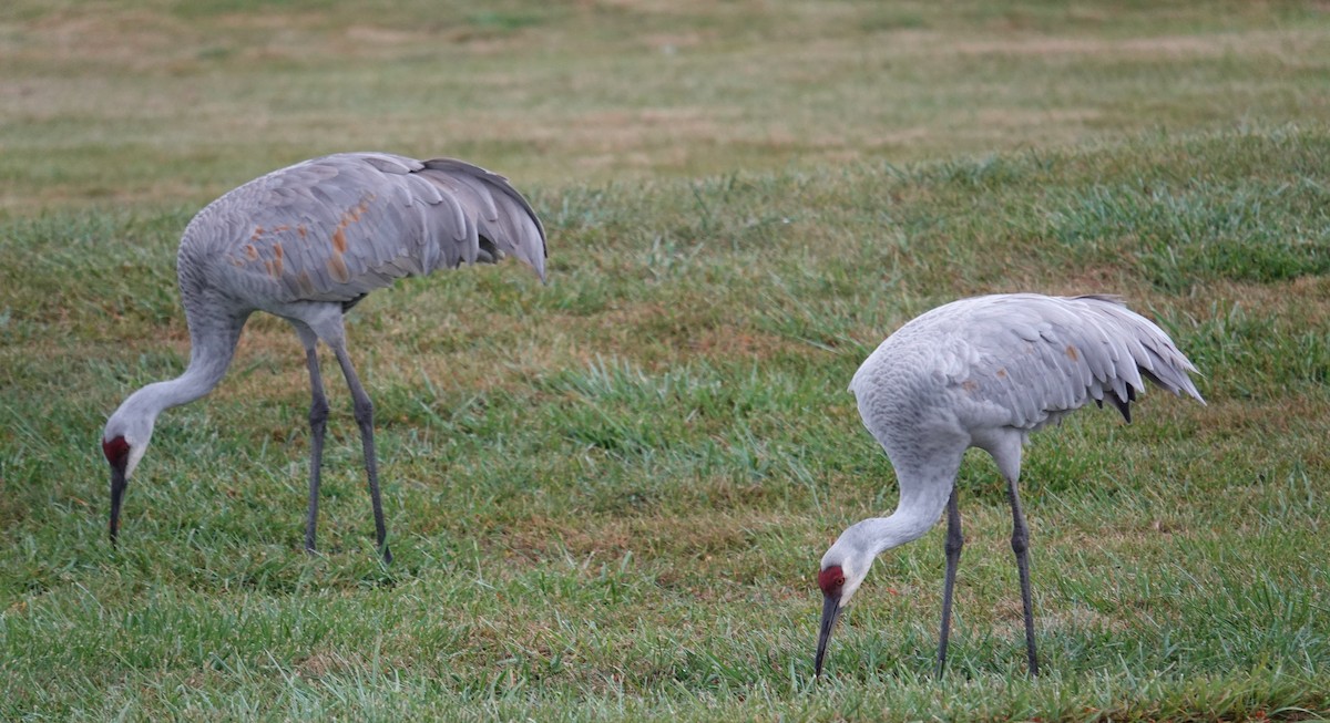Sandhill Crane - ML643889393