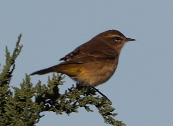 Palm Warbler - ML643889409