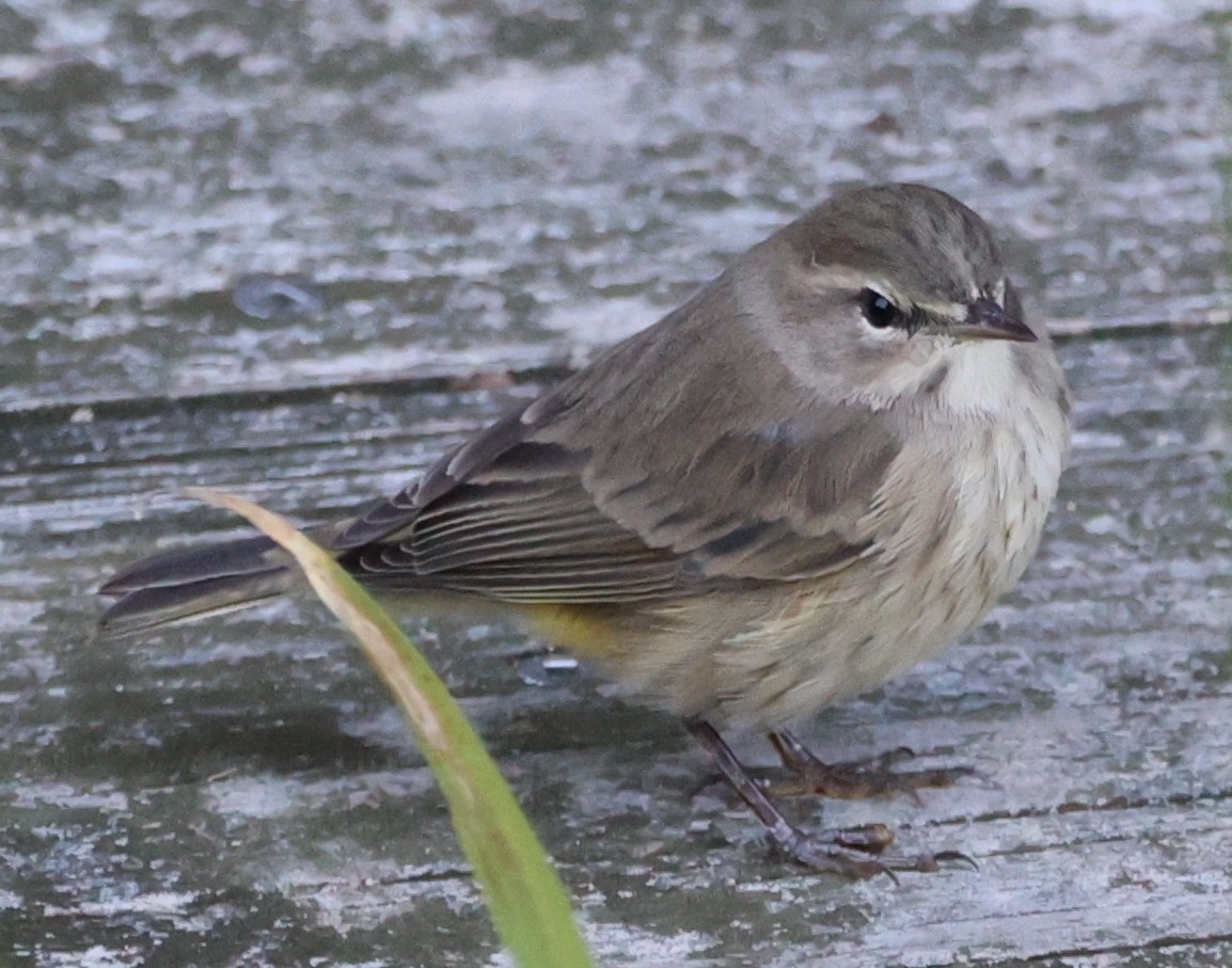 Palm Warbler - ML643889410