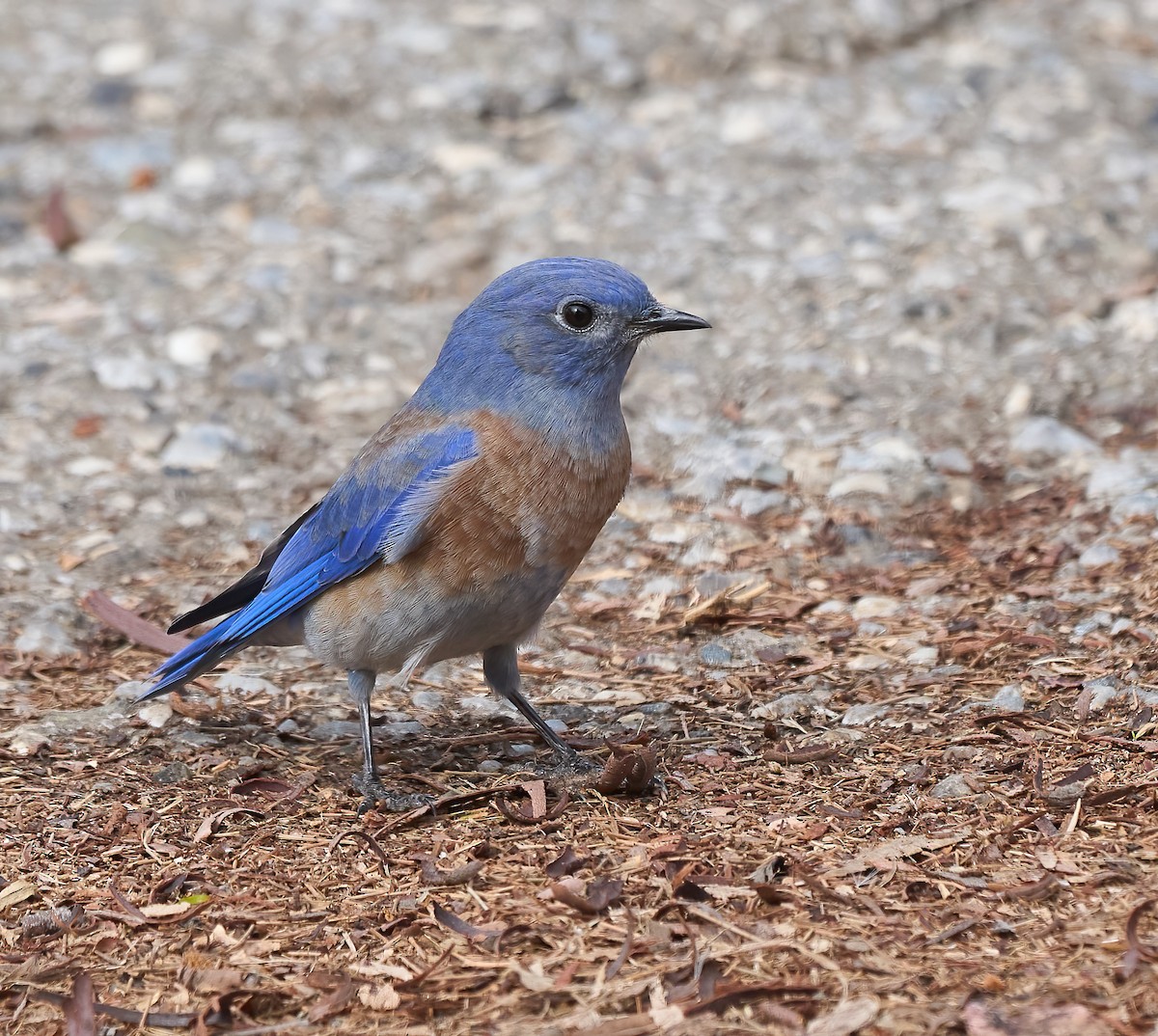 Western Bluebird - ML643889454