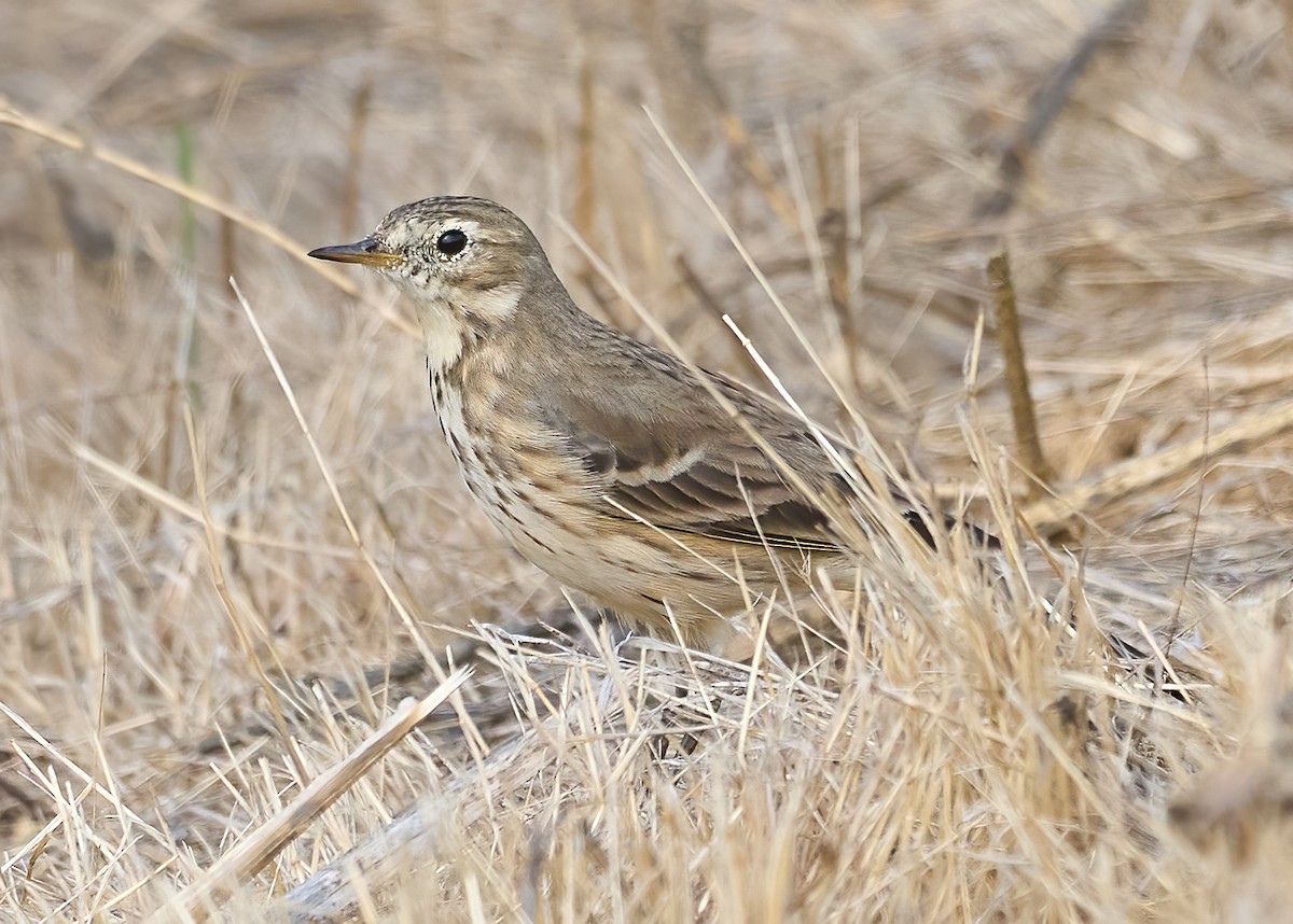 American Pipit - ML643889463