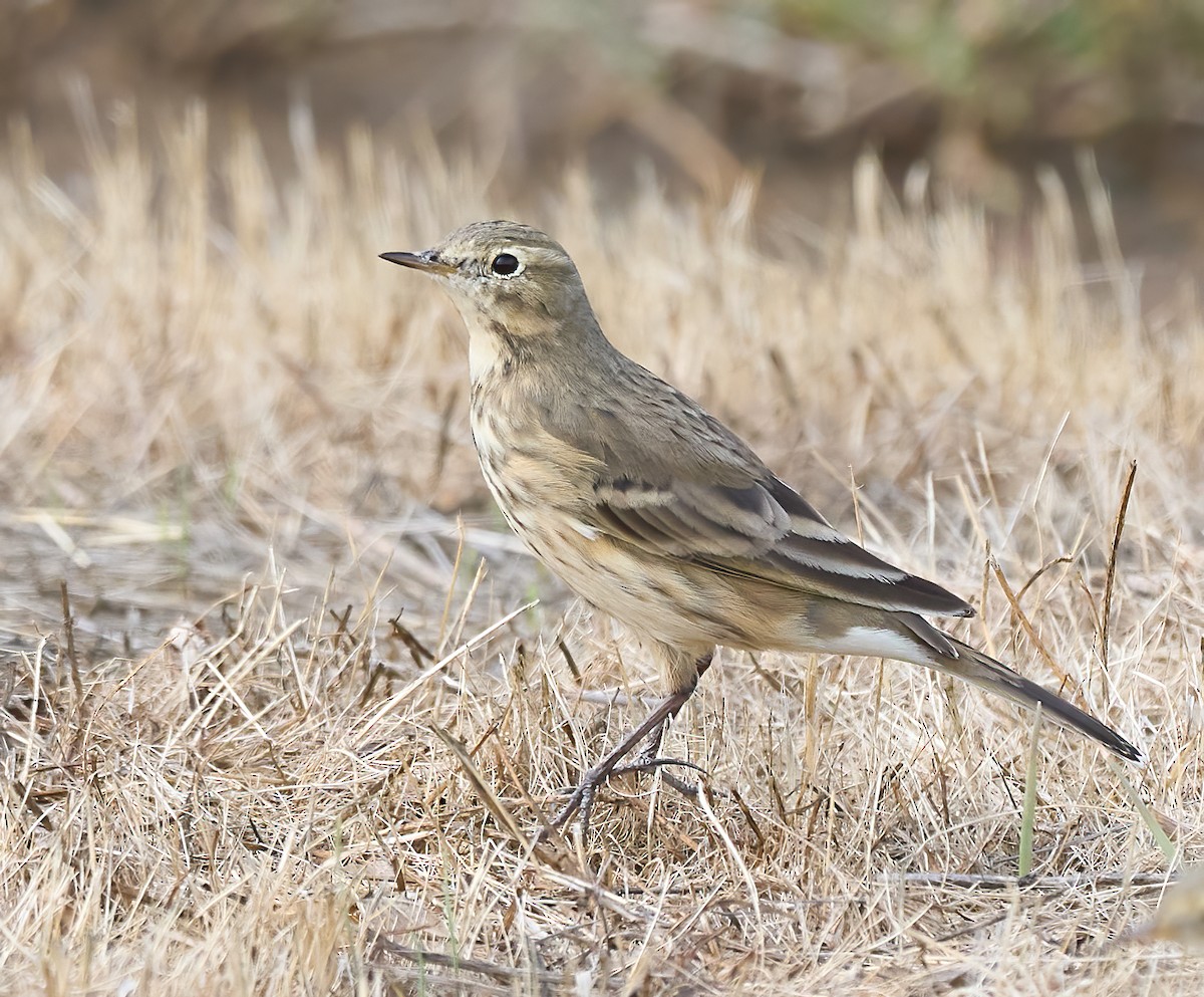 American Pipit - ML643889464