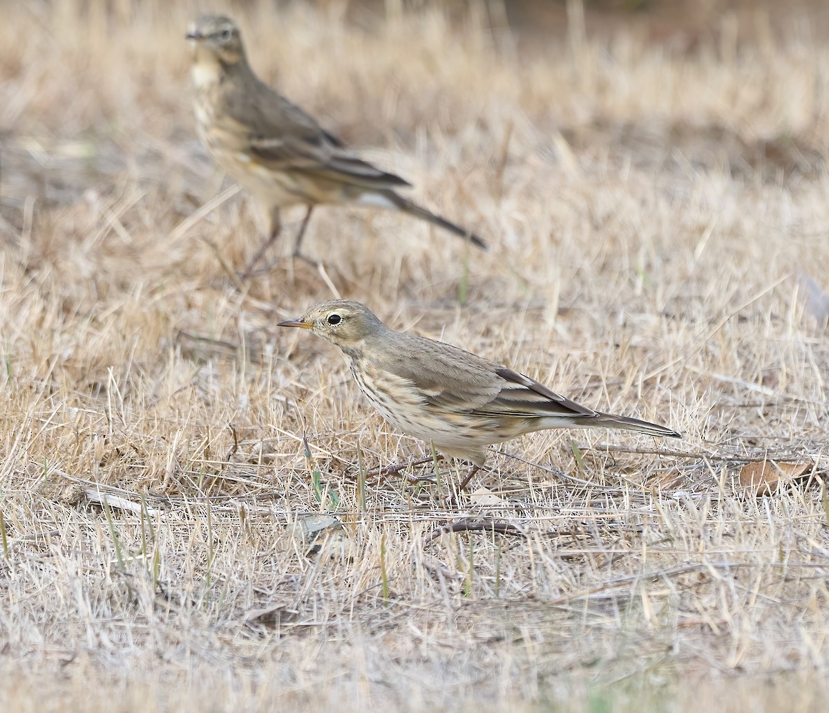 American Pipit - ML643889465