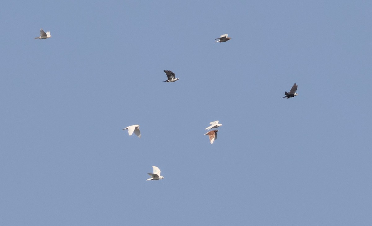 Rock Pigeon - ML643889487