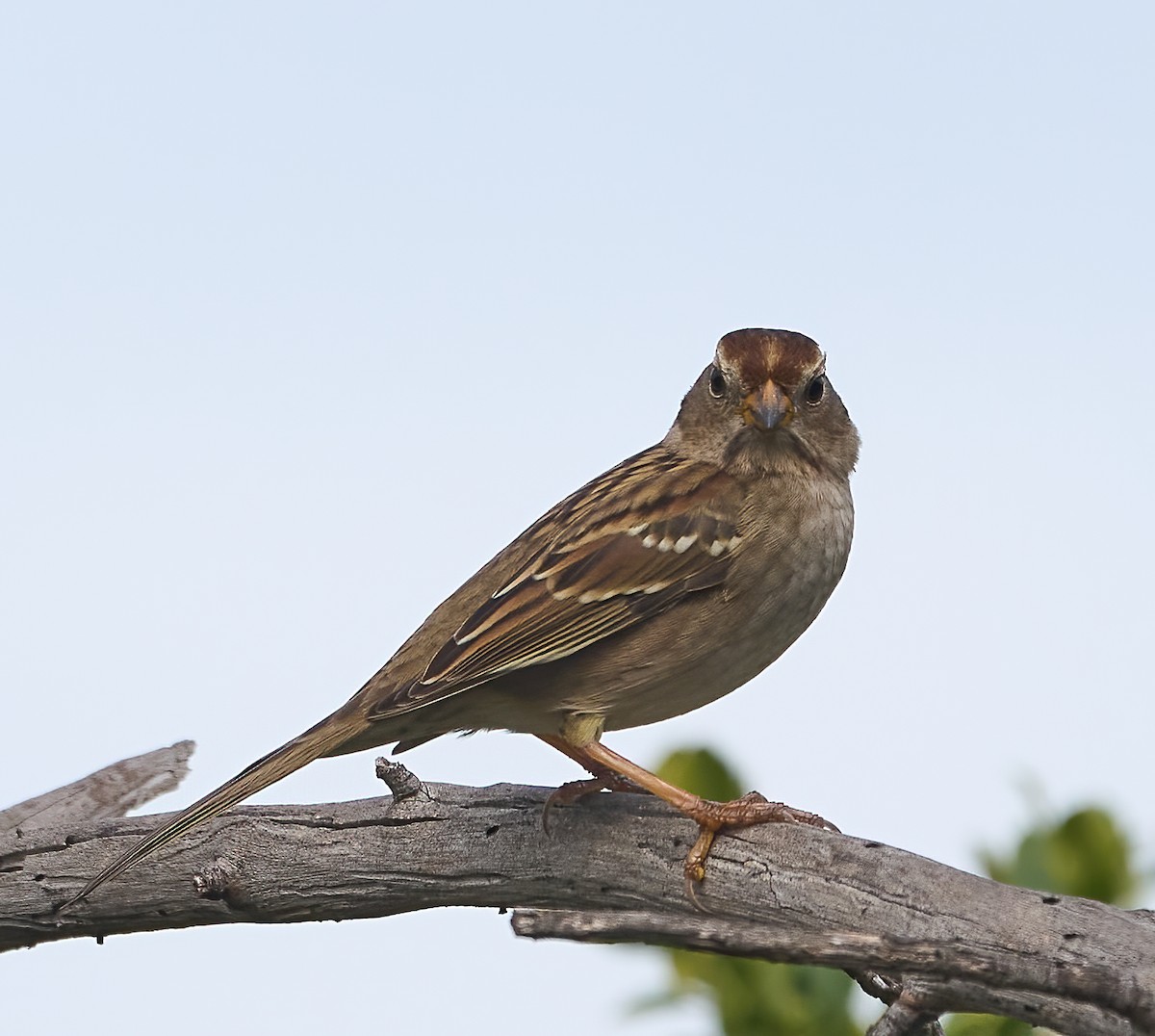 White-crowned Sparrow - ML643889492