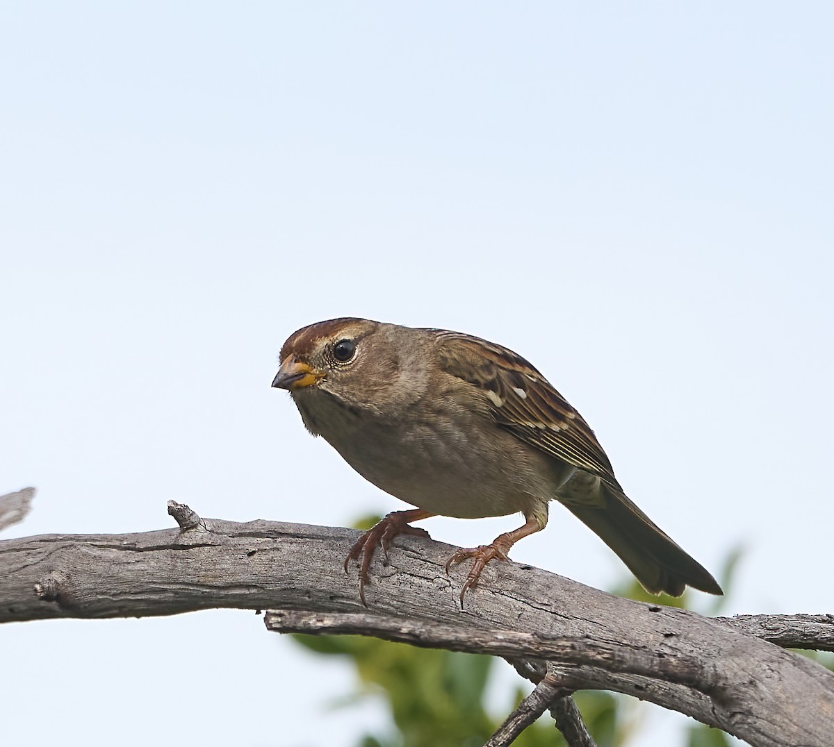 White-crowned Sparrow - ML643889493
