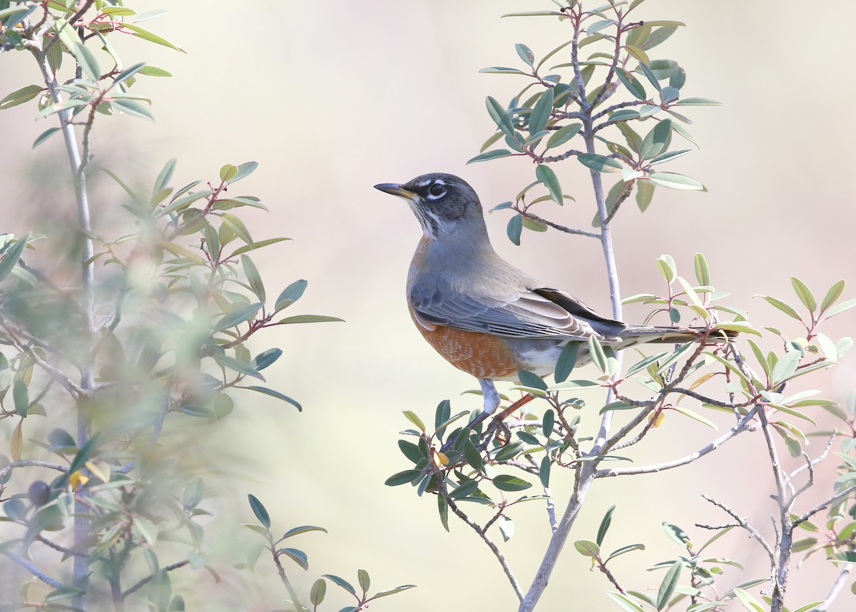 קיכלי נודד - ML643889494