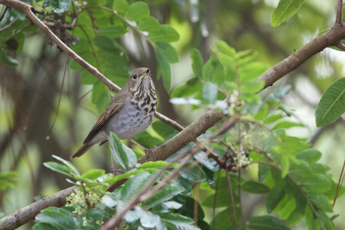 Hermit Thrush - ML643889498