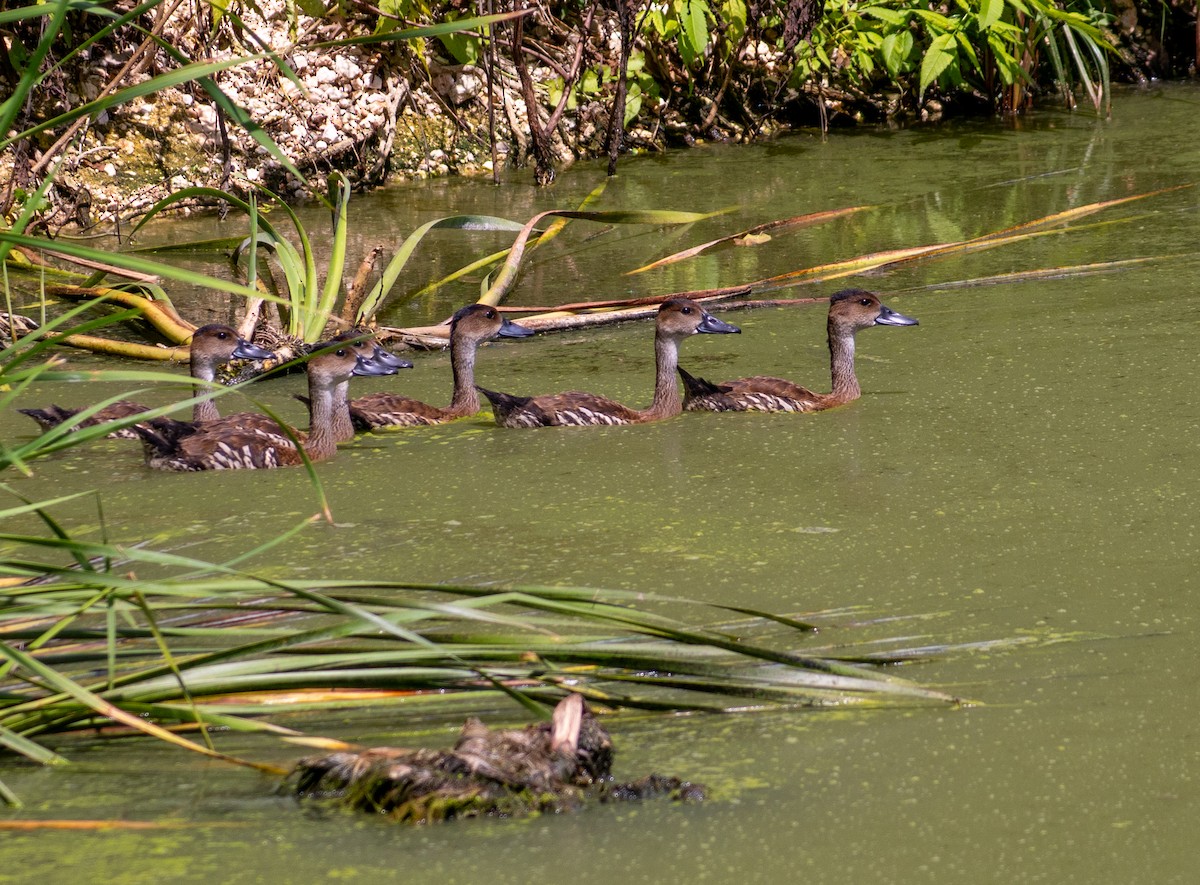 West Indian Whistling-Duck - ML643889499