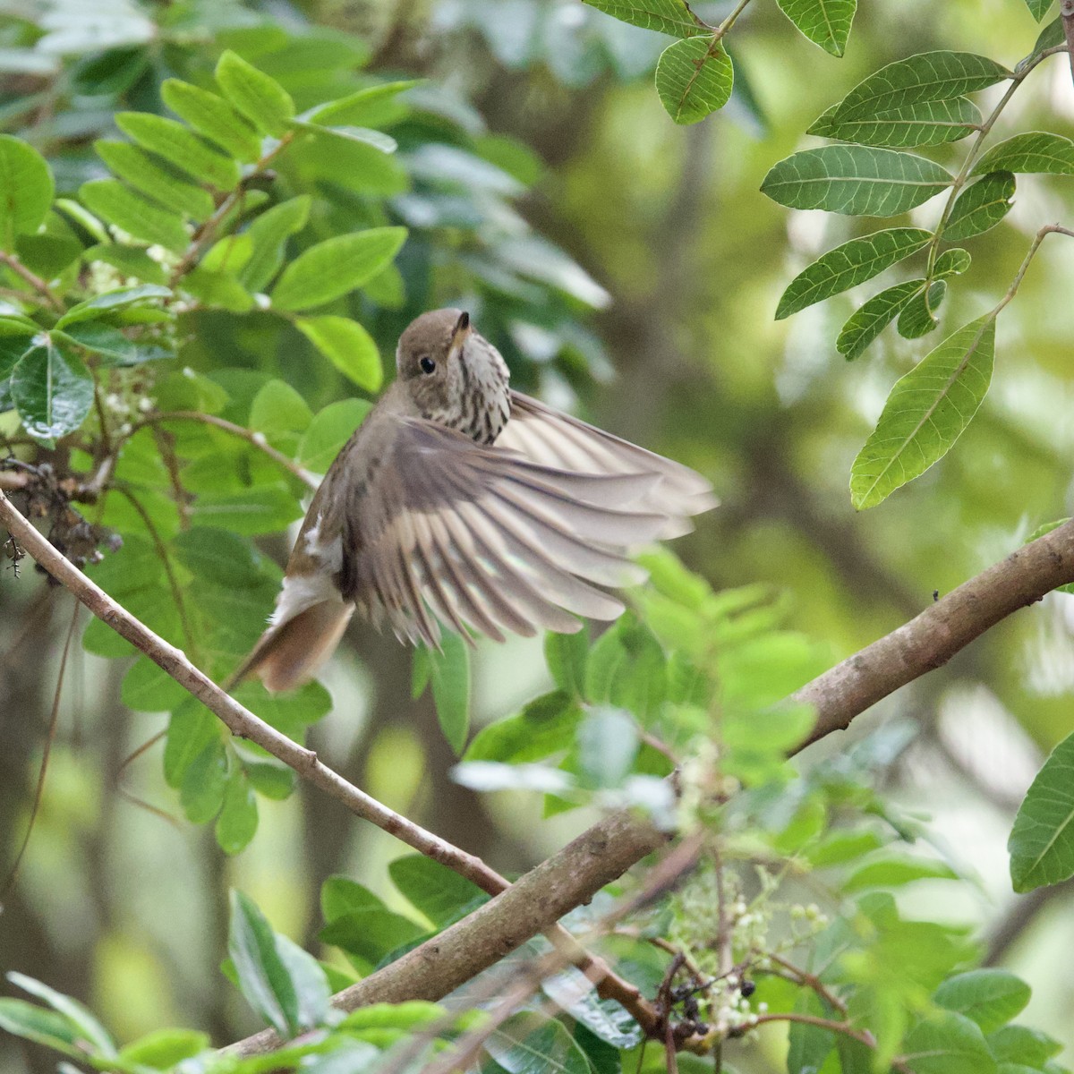 Hermit Thrush - ML643889501